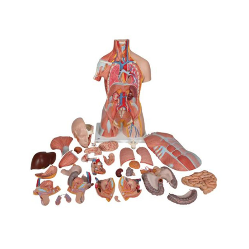 Modelo de Cuerpo Completo de Doble Sexo con Músculos, Órganos Internos –  Desmontable – 33 Piezas – Medical Factory
